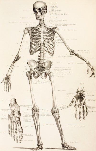 Das menschliche Skelett, um 1890 von English School