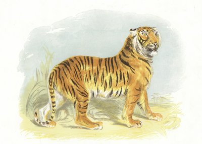 Tiger von English School