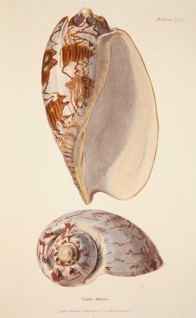 Voluta Miltonis, veröffentlicht 1833, handkolorierter Stich von English School