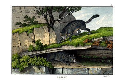 Wildkatze von English School