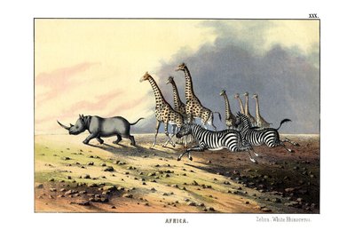 Zebra von English School