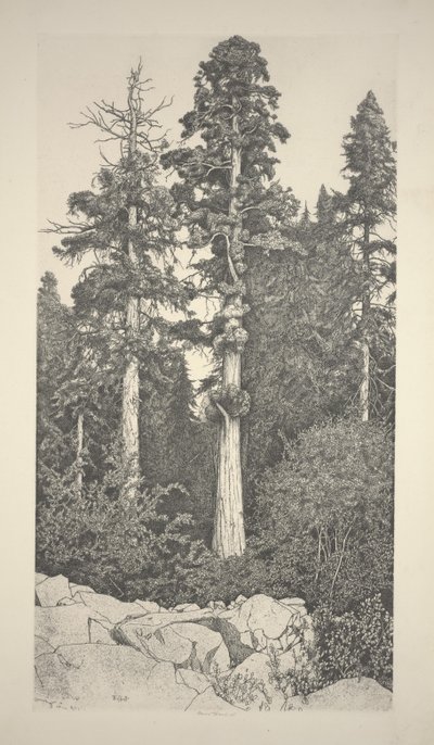 Baby-Sequoia von Ernest Haskell