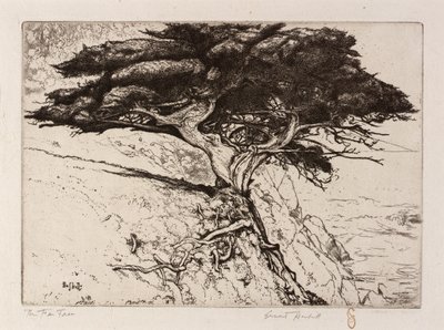 Der Fächerbaum von Ernest Haskell