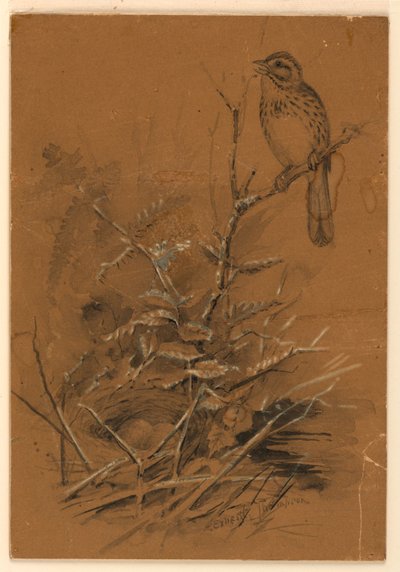 Singammer von Ernest Thompson Seton