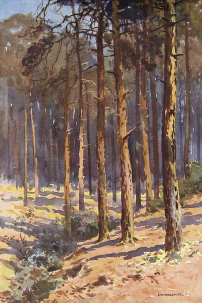 Talbot Woods, Bournemouth von Ernest William Haslehust