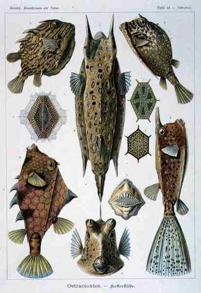 Ostraciontes, Tafel aus Kunstformen der Natur von Ernst Haeckel