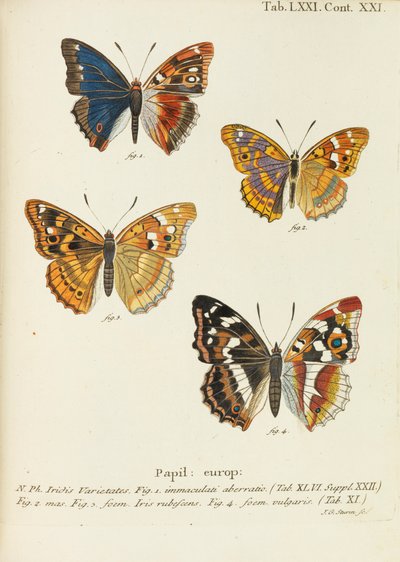 Die Schmetterlinge, 1777-1794 von Eugen Johann Christoph Esper