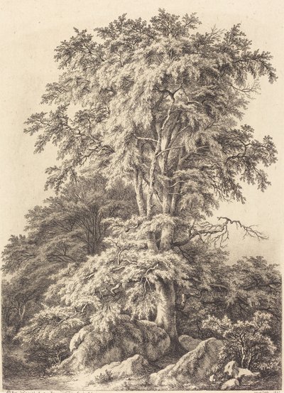 Buchenhain von Eugene Bléry
