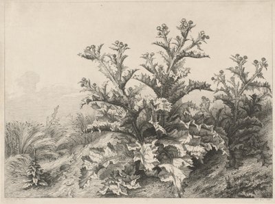 Die große Distel (Le Grand Chardon) von Eugene Bléry