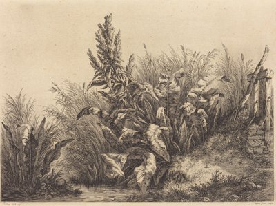 Wasserampfer von Eugene Bléry