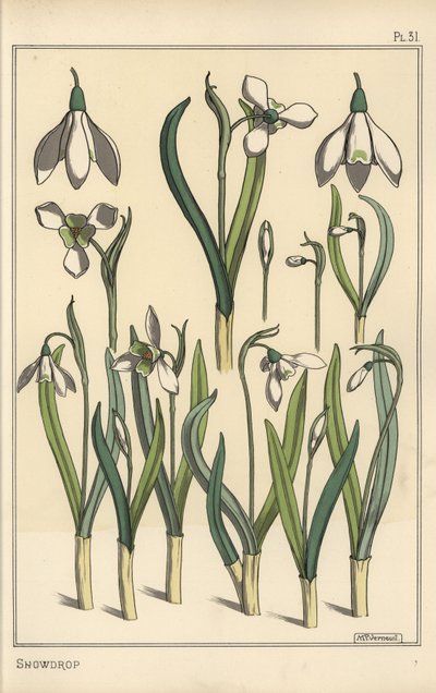 Botanische Illustration eines Schneeglöckchens, Galanthus nivalis von Eugene Grasset