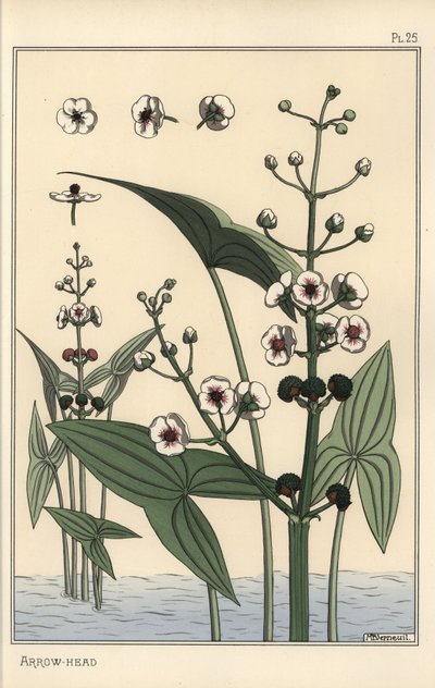 Botanische Illustration des Pfeilkrauts, Sagittaria sagittifolia von Eugene Grasset