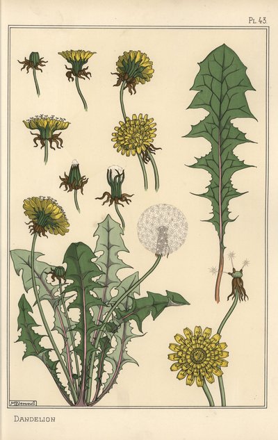 Löwenzahn botanische Studie von Eugene Grasset