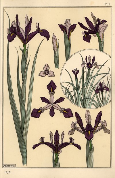 Iris Pflanze und Blütenteile, mit Einsatz von Eugene Grasset