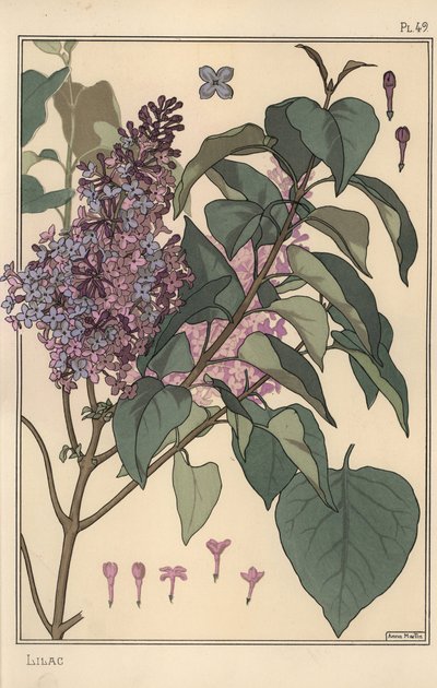Flieder botanische Studie von Eugene Grasset