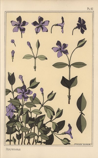 Immergrün botanische Studie von Eugene Grasset