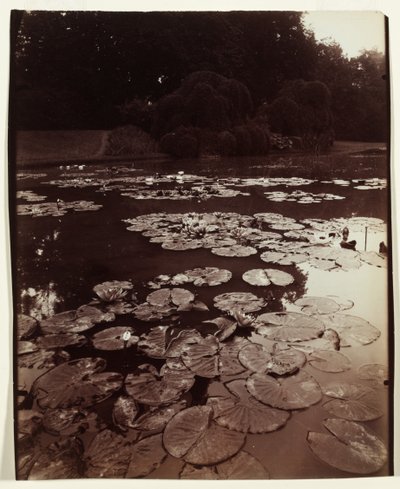 Seerose von Eugène Atget