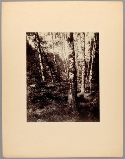 Parc de Saint-Cloud von Eugène Atget