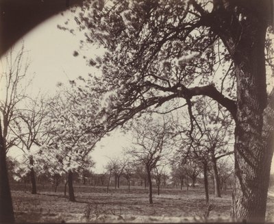 Birnbaum von Eugène Atget