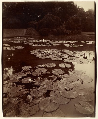 Seerosen von Eugène Atget
