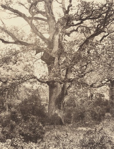 Près du Bodmer, 1860er Jahre von Eugène Cuvelier