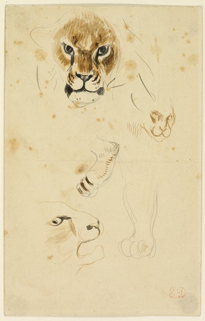 Köpfe und Pfoten von Löwen von Eugène Delacroix