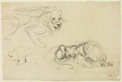 Studien von Löwen von Eugène Delacroix