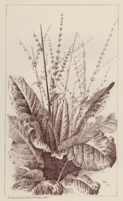 Ampfer, Rumex (Lithografie) von European School