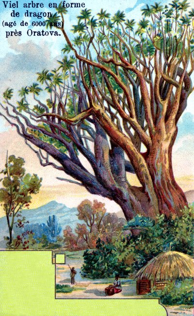Drachenbaum in Orotava, Teneriffa von European School