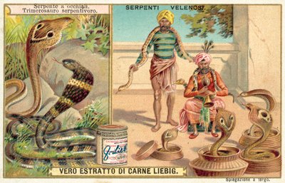 Indische Kobra und Grubenotter von European School