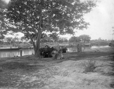 Rinder, Alipore, Indien, 1905-1906 von F. L. Peters