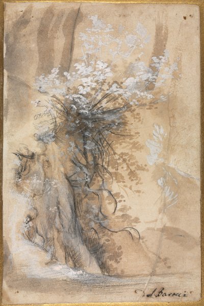 Blühender Busch über einem erodierten Ufer von Federico Barocci