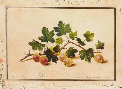 Stachelbeeren, 1818 von Fedor Petrovich Tolstoy