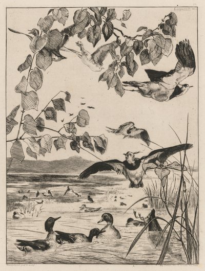 Kiebitze und Krickenten, 1862 von Felix Bracquemond