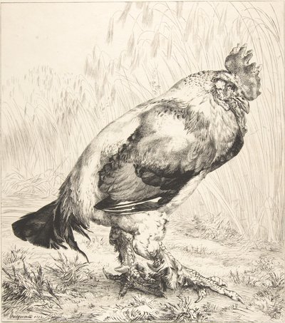 Der alte Hahn, 1882 von Felix Bracquemond
