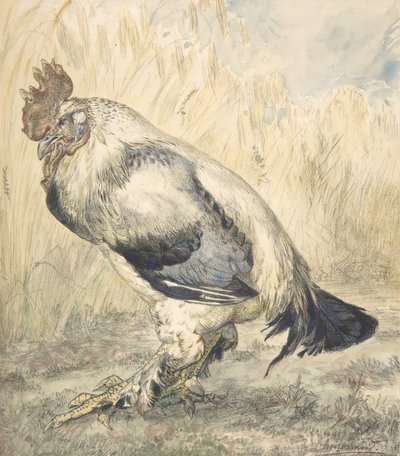 Der alte Hahn, ca. 1882 von Felix Bracquemond