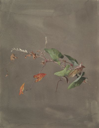 Winde von Fidelia Bridges