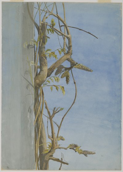 Blauregen an einer Wand von Fidelia Bridges