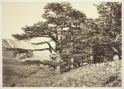 Zedern des Libanon von Félix Bonfils