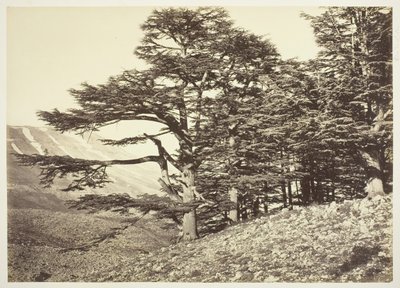 Zedern des Libanon, um 1870 von Félix Bonfils