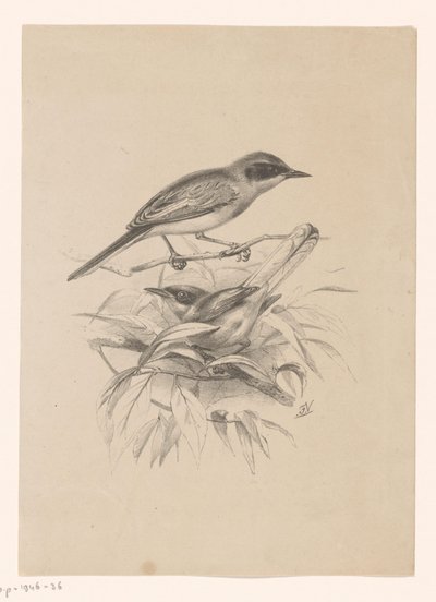 Zwei kleine Vögel auf einem Ast von Floris Verster