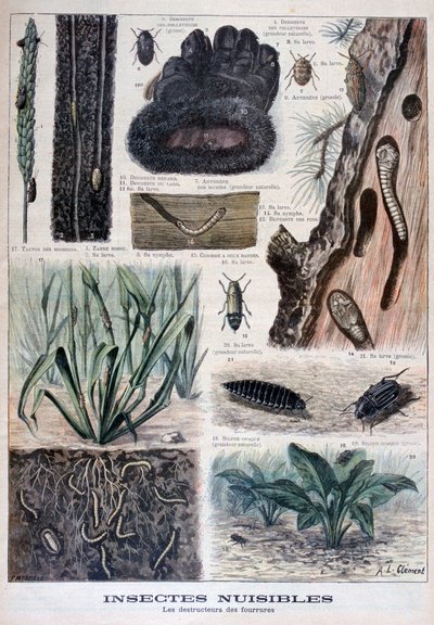 Insekten, die Pelzen schaden, 1897 von Fortuné Méaulle