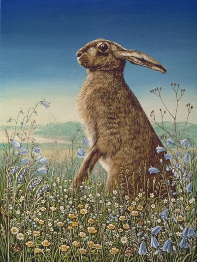 Hase von Frances Broomfield