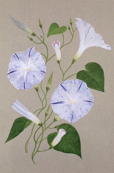 Convolvulus Cneorum von Frances Buckland