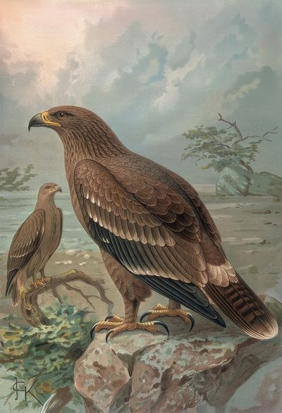 Gravur - Adler von Nepal - Weibchen - Aquila nipalensis von Francia