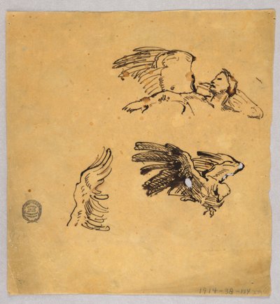 Studien von Flügeln von Francis Augustus Lathrop