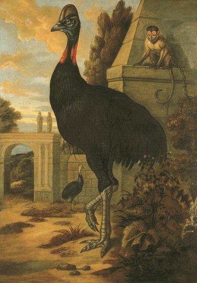 Ein Kasuar von Francis Barlow