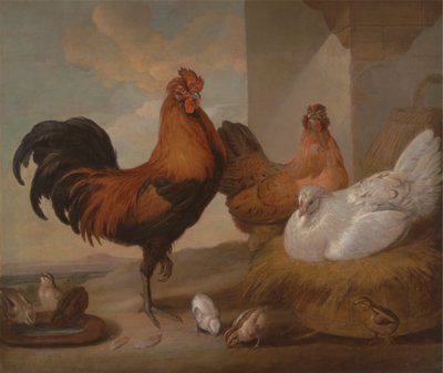 Haushahn, Hennen und Küken von Francis Barlow