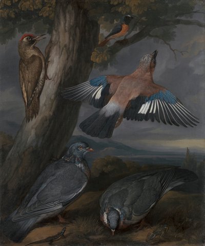 Eichelhäher, Grünspecht, Tauben und Rotschwanz von Francis Barlow
