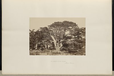Der größte der Zedern, Berg Libanon von Francis Frith